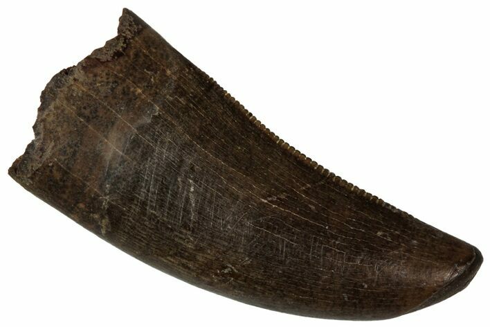 Serrated, Tyrannosaur (Nanotyrannus) Tooth - Montana #350391